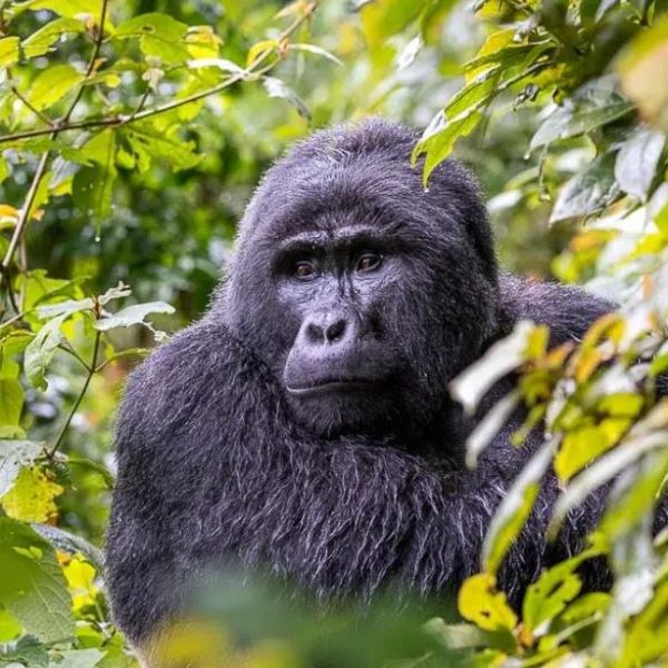 Uganda Gorilla Trekking
