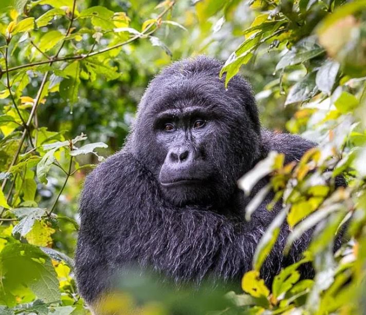 Uganda Gorilla Trekking