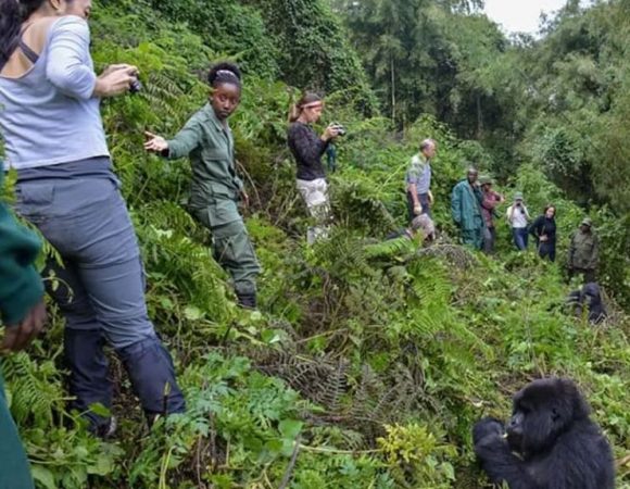 How to Prepare for a Wildlife Viewing Expedition.