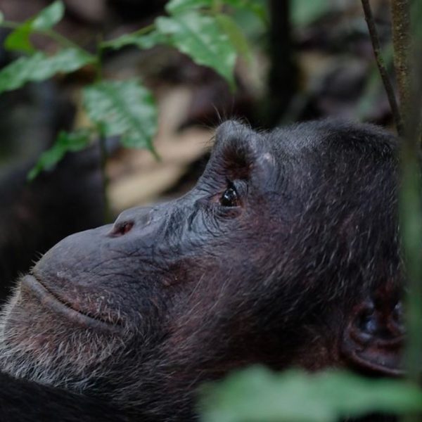 Kibale Forest National Park Chimpanzee Experience