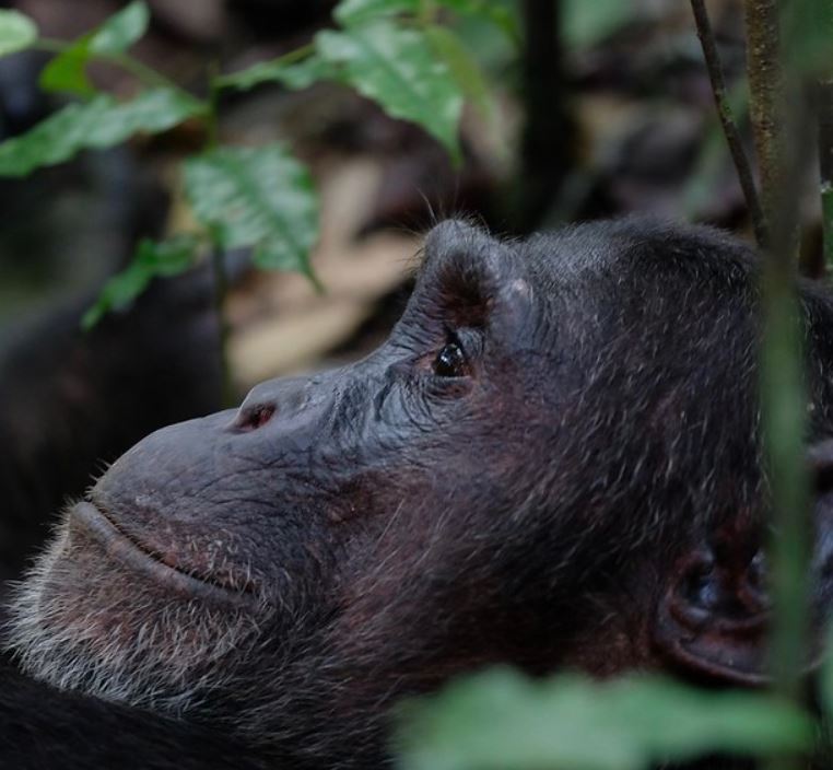 Kibale Forest National Park Chimpanzee Experience