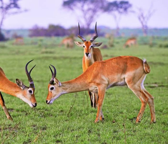 Impalas at Kidepo