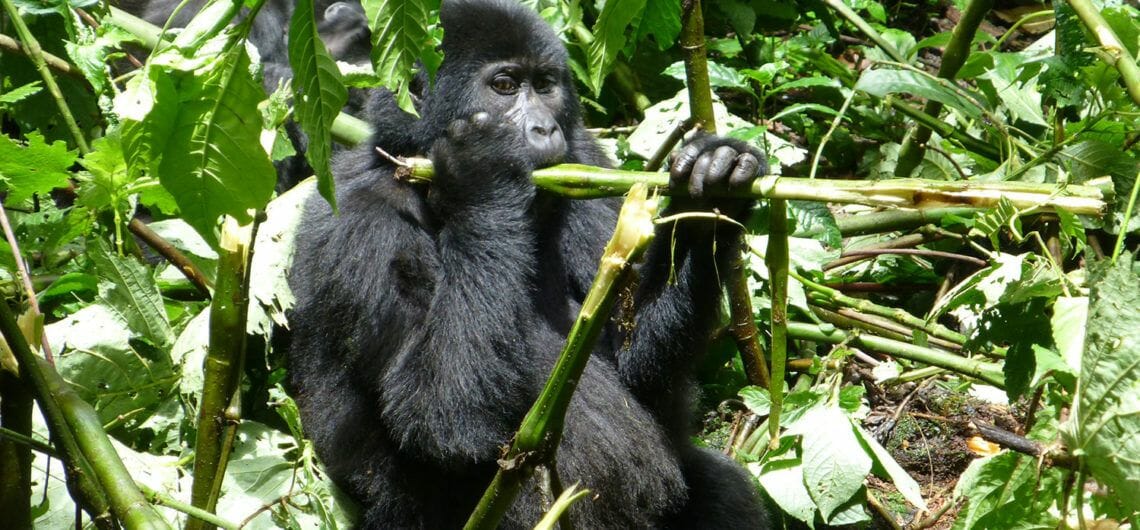 Mgahinga Gorilla National Park