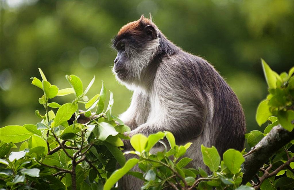 Kibale National Park