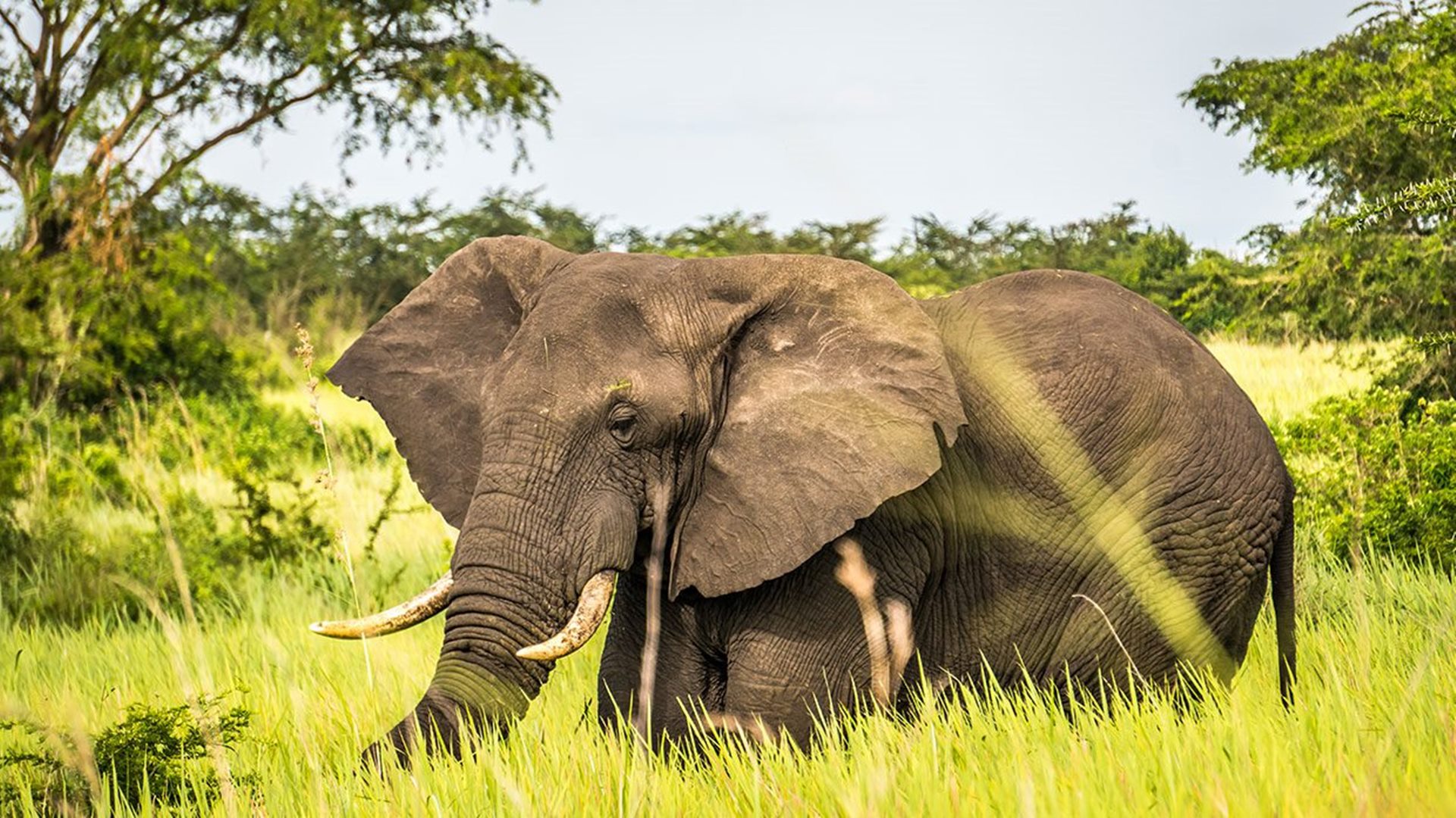 Queen Elizabeth National Park